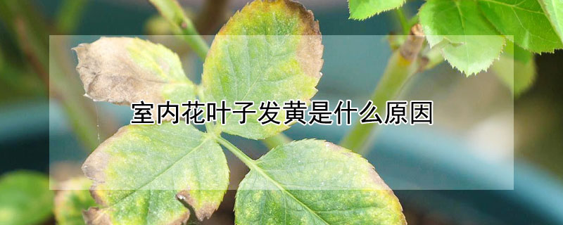 室內花葉子發黃是什麼原因