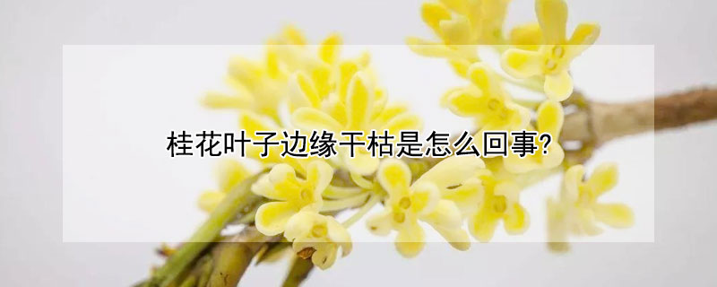 桂花葉子邊緣幹枯是怎麼回事?