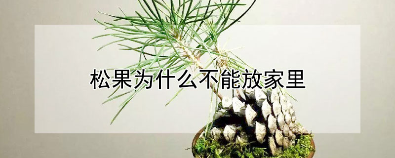 鬆果為什麼不能放家裏