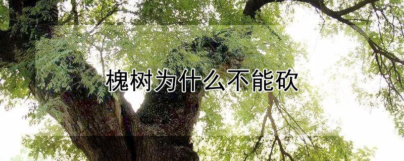 槐樹為什麼不能砍