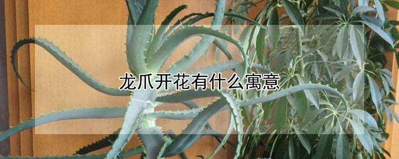 龍爪開花有什麼寓意