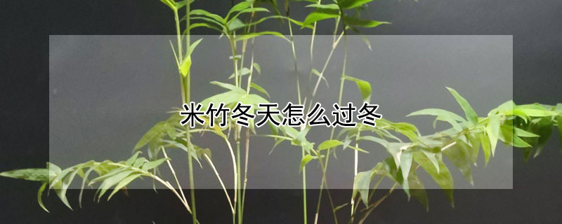 米竹冬天怎麼過冬