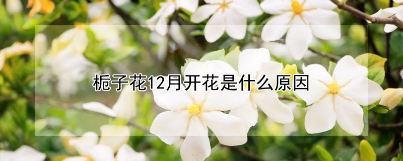 梔子花12月開花是什麼原因