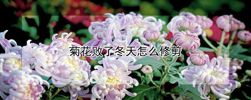 菊花敗了冬天怎麼修剪