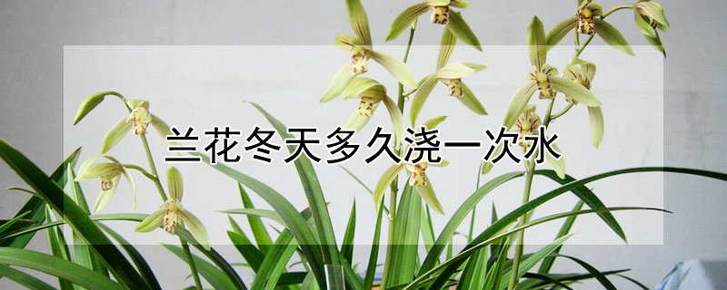 蘭花冬天多久澆一次水