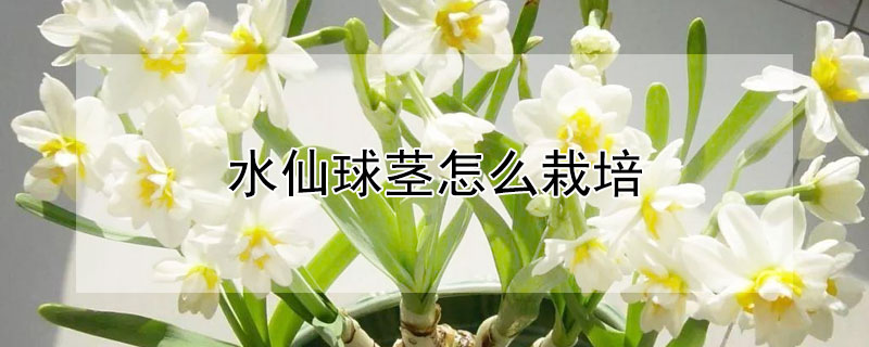 水仙球莖怎麼栽培