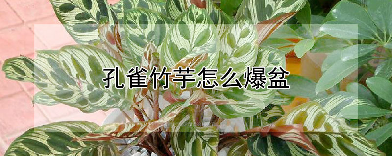 孔雀竹芋怎麼爆盆