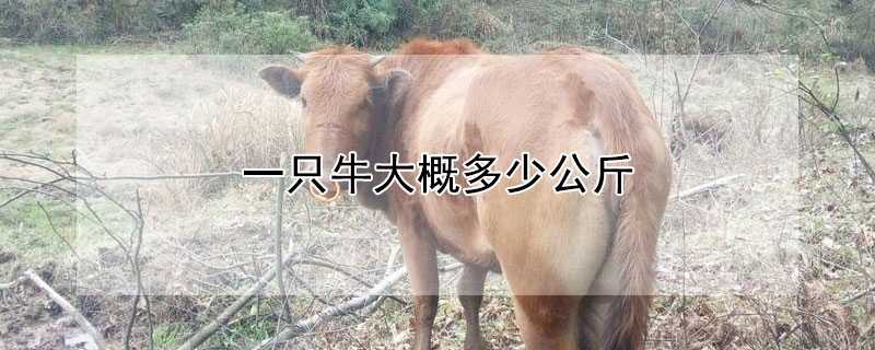 一隻牛大概多少公斤