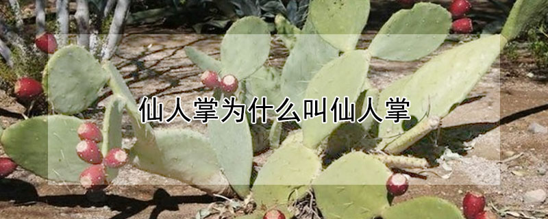 仙人掌為什麼叫仙人掌