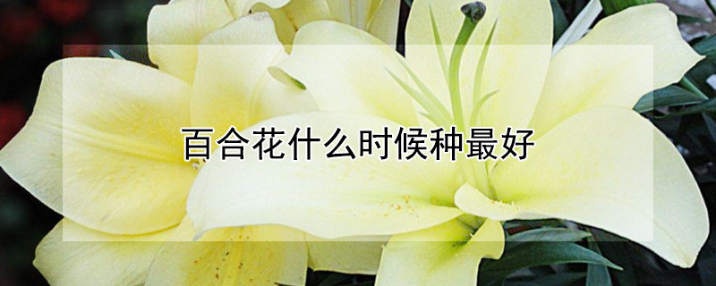 百合花什麼時候種最好