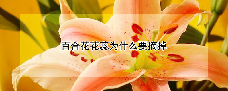 百合花花蕊為什麼要摘掉