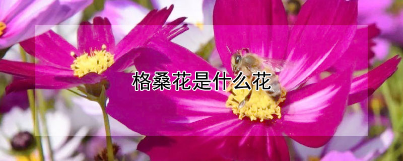 格桑花是什麼花