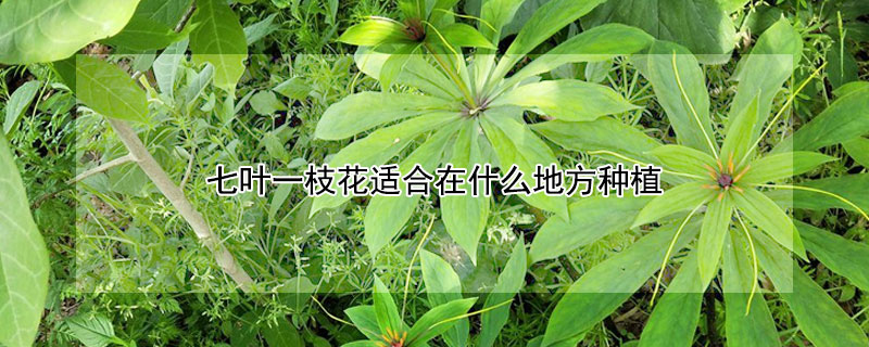 七葉一枝花適合在什麼地方種植