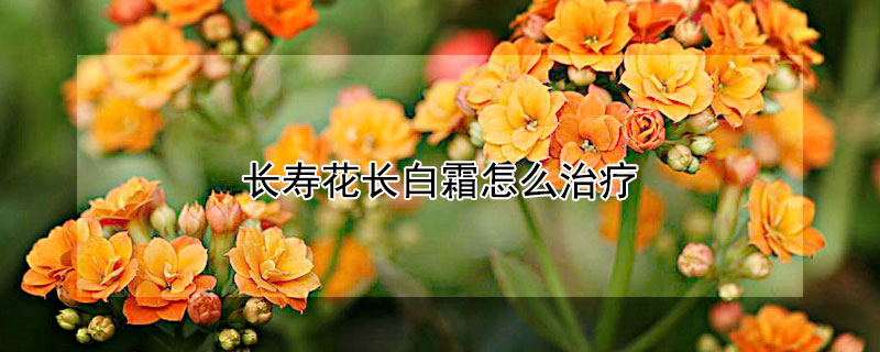 長壽花長白霜怎麼治療