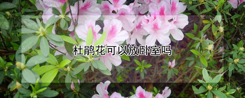 杜鵑花可以放臥室嗎