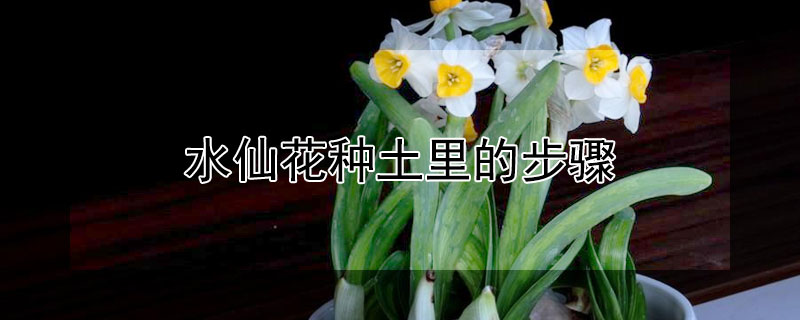 水仙花種土裏的步驟