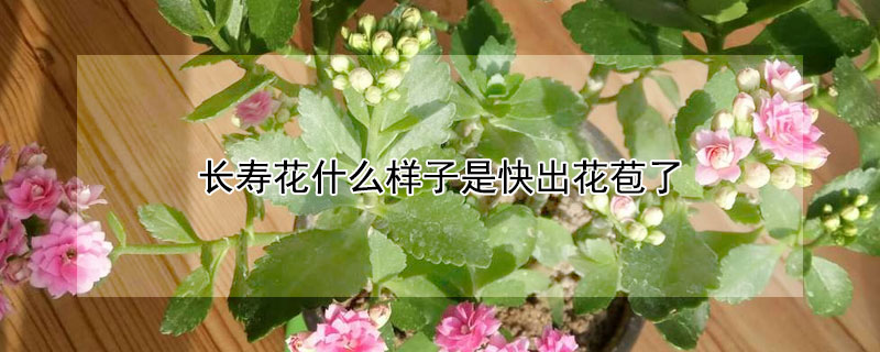 長壽花什麼樣子是快出花苞了