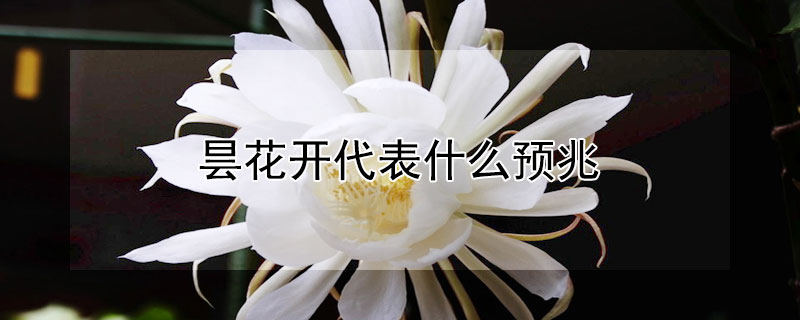 曇花開代表什麼預兆