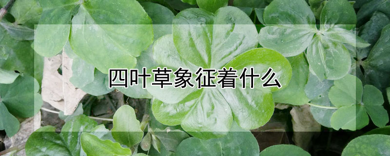 四葉草象征著什麼