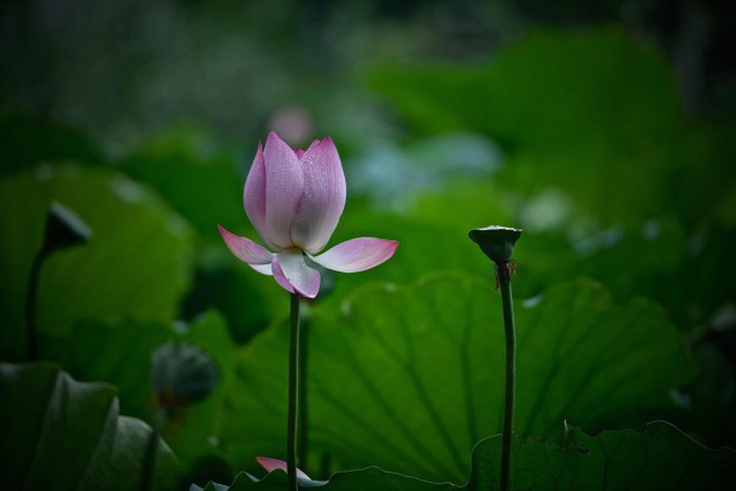 荷花種子怎麼發芽