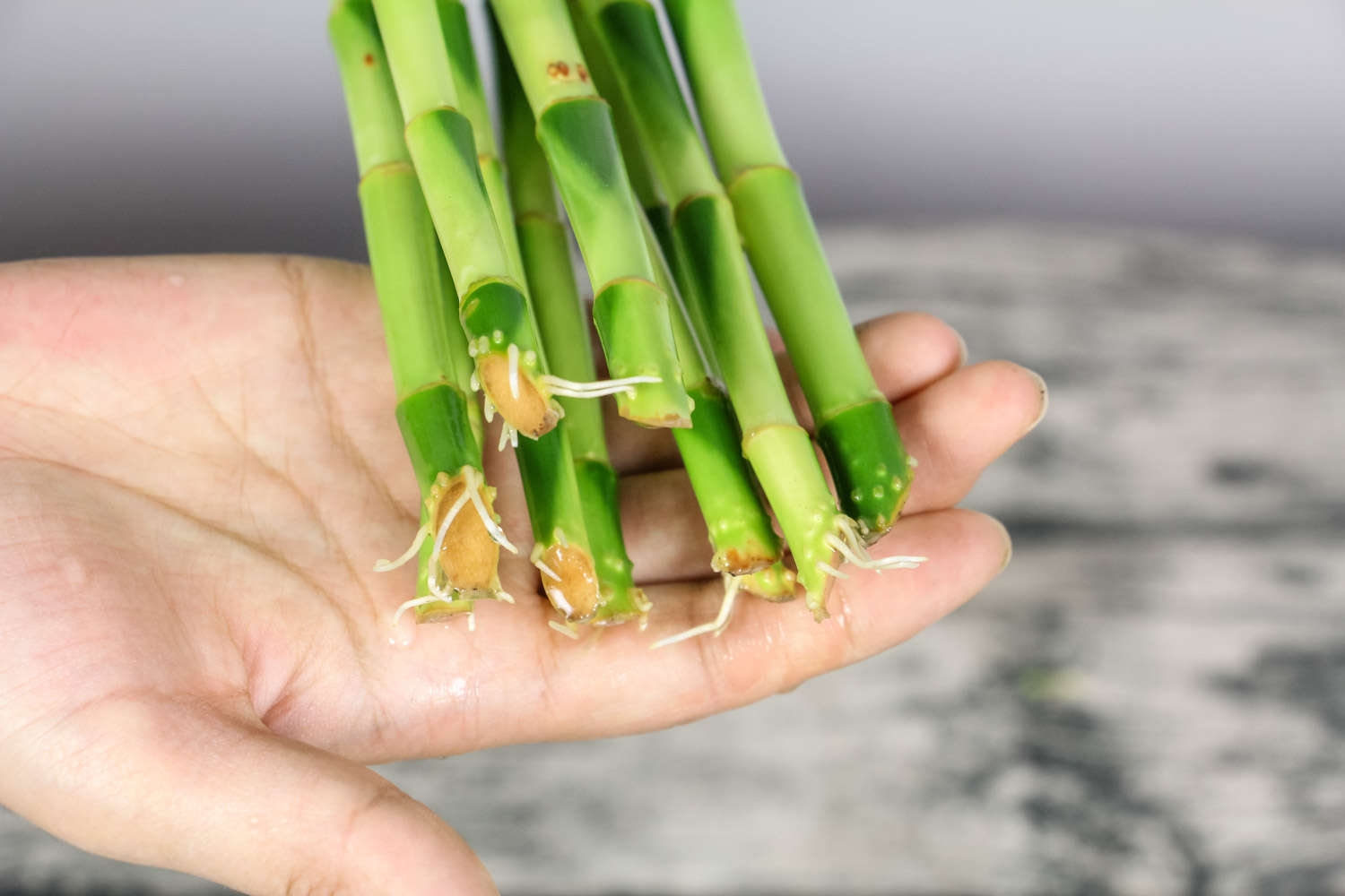 富貴竹籠怎麼編