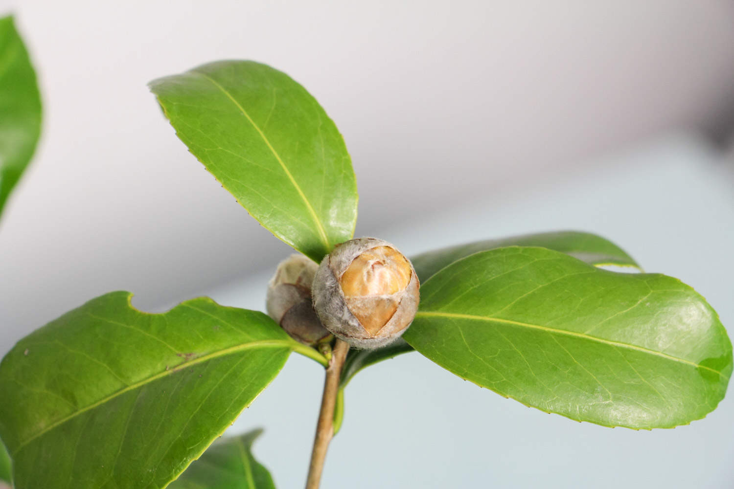 茶花怎麼上盆