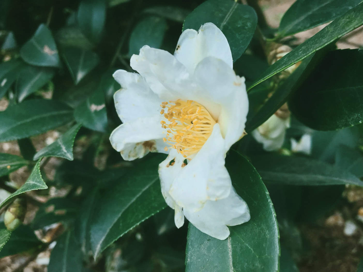 茶花怎麼上盆