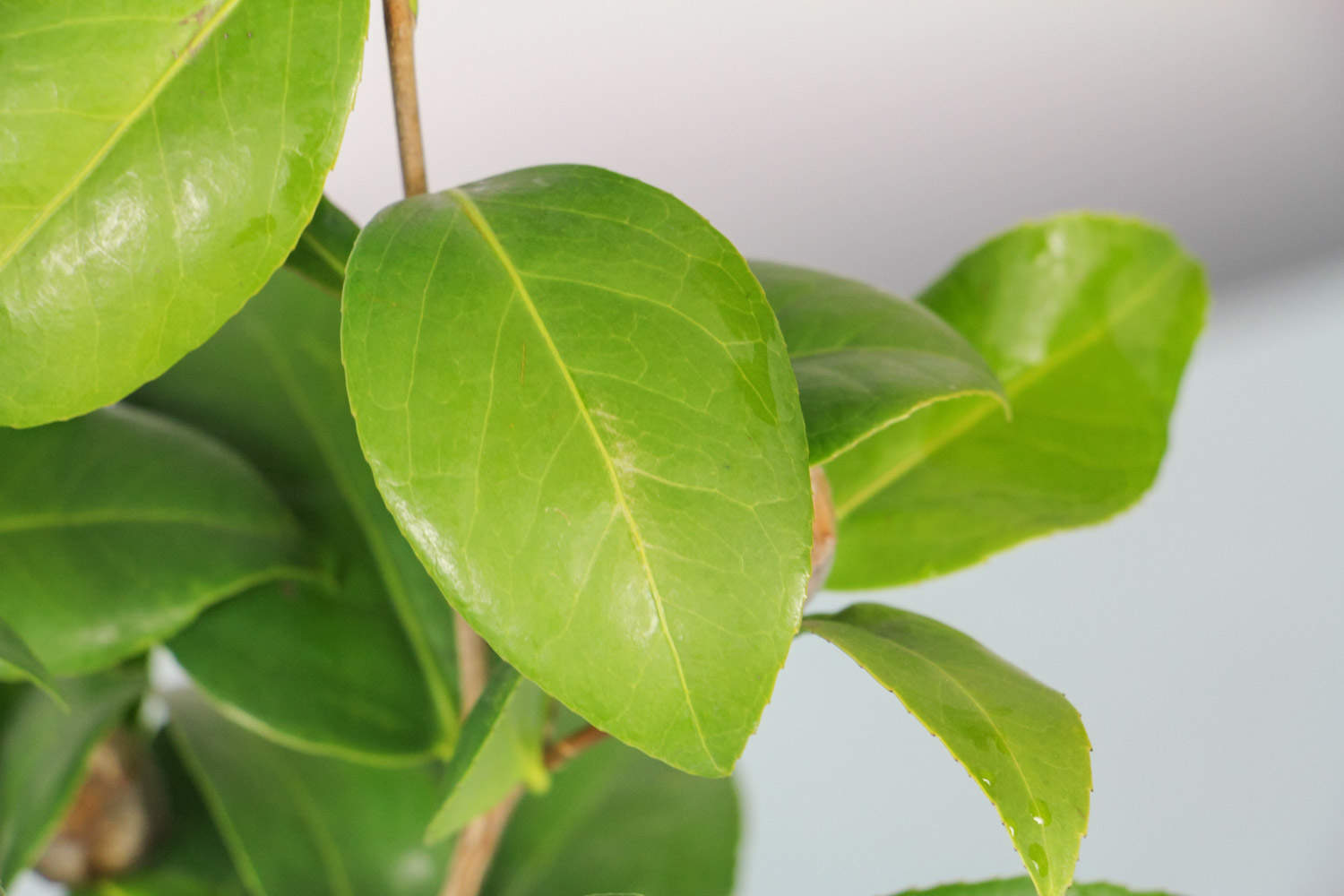 茶花怎麼上盆