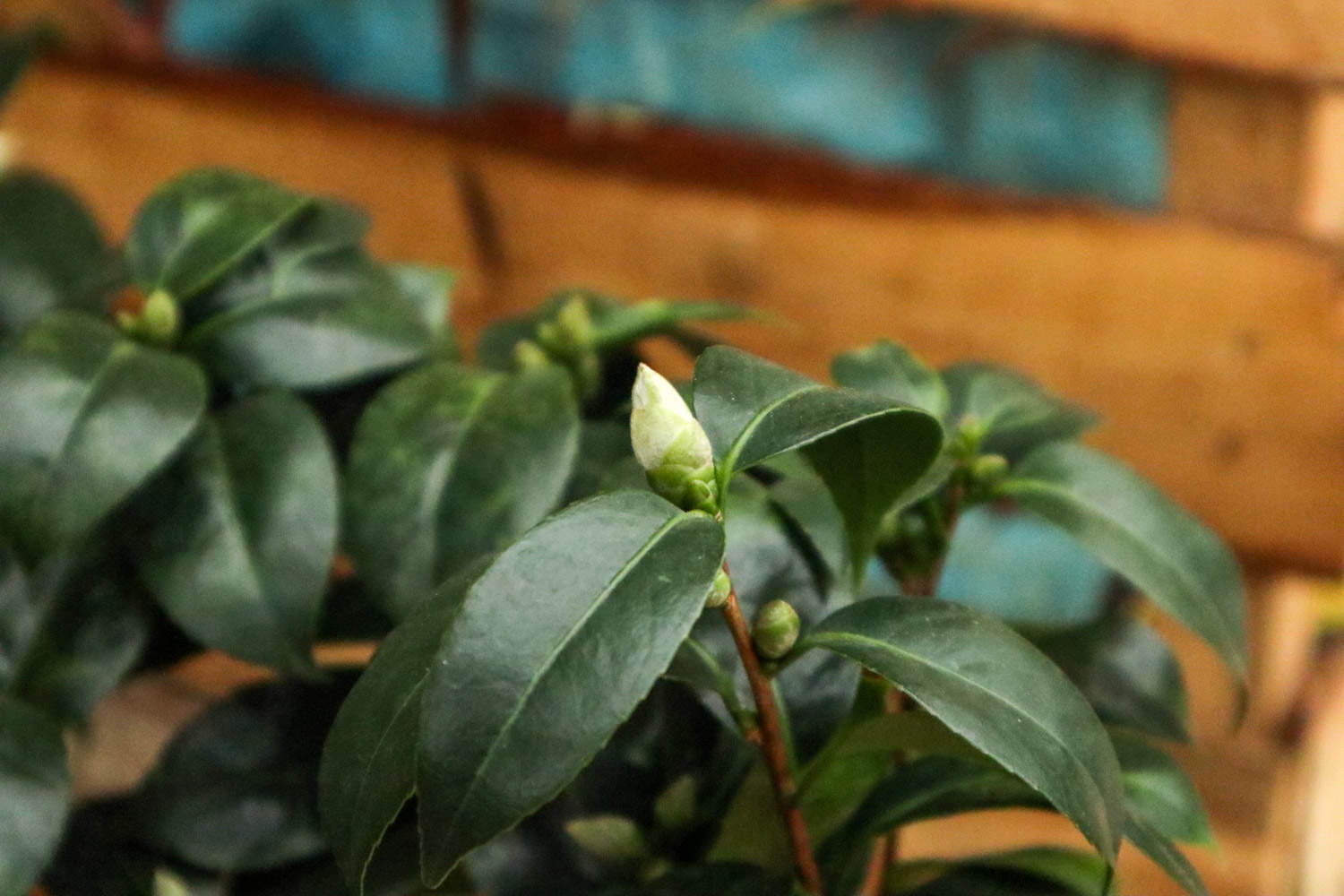 茶花怎麼上盆