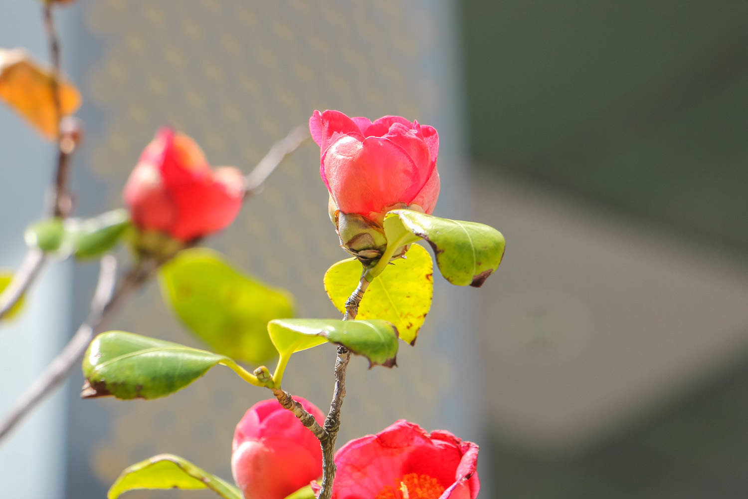 茶花怎麼上盆