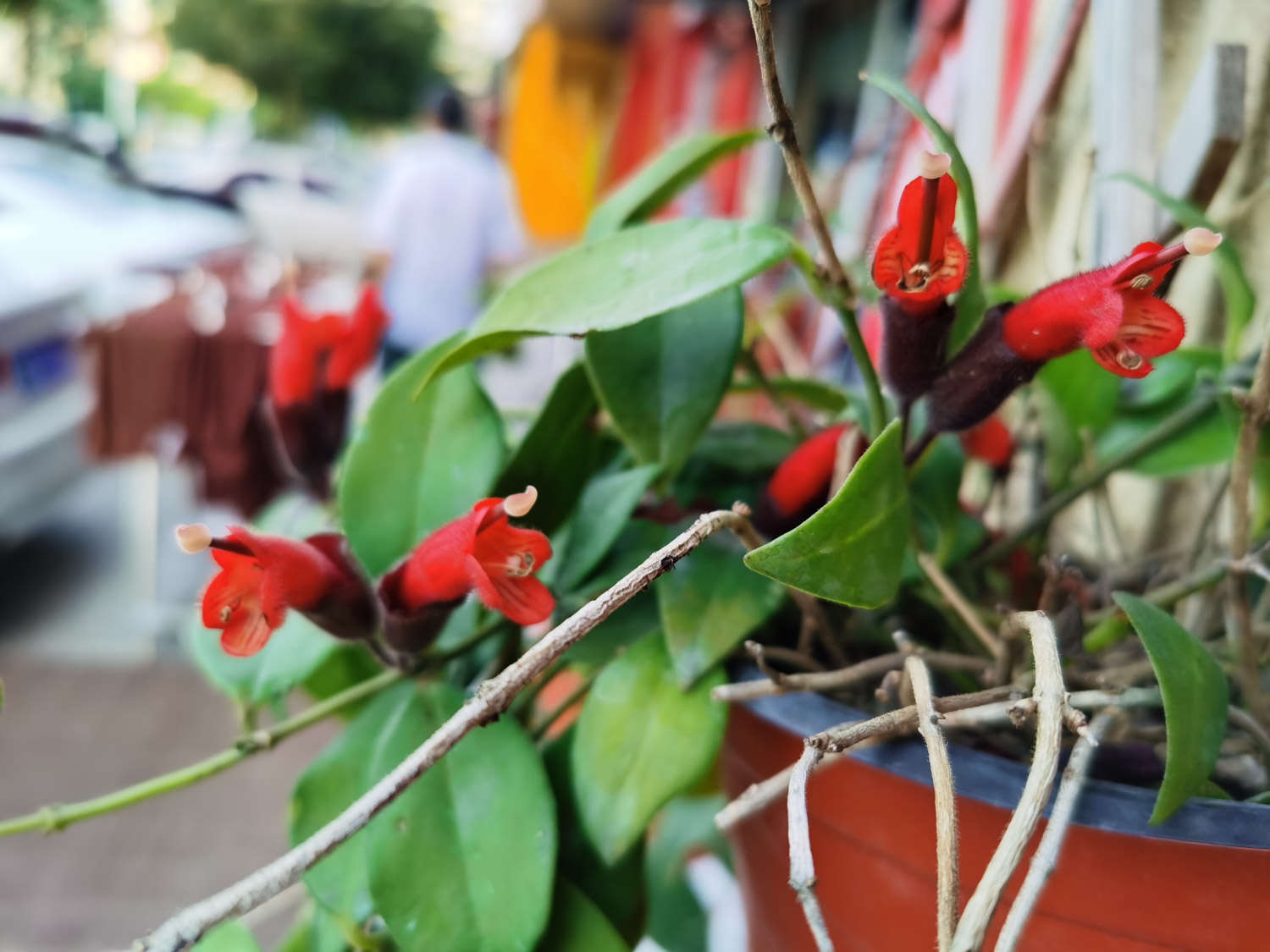 口紅花怎麼施肥