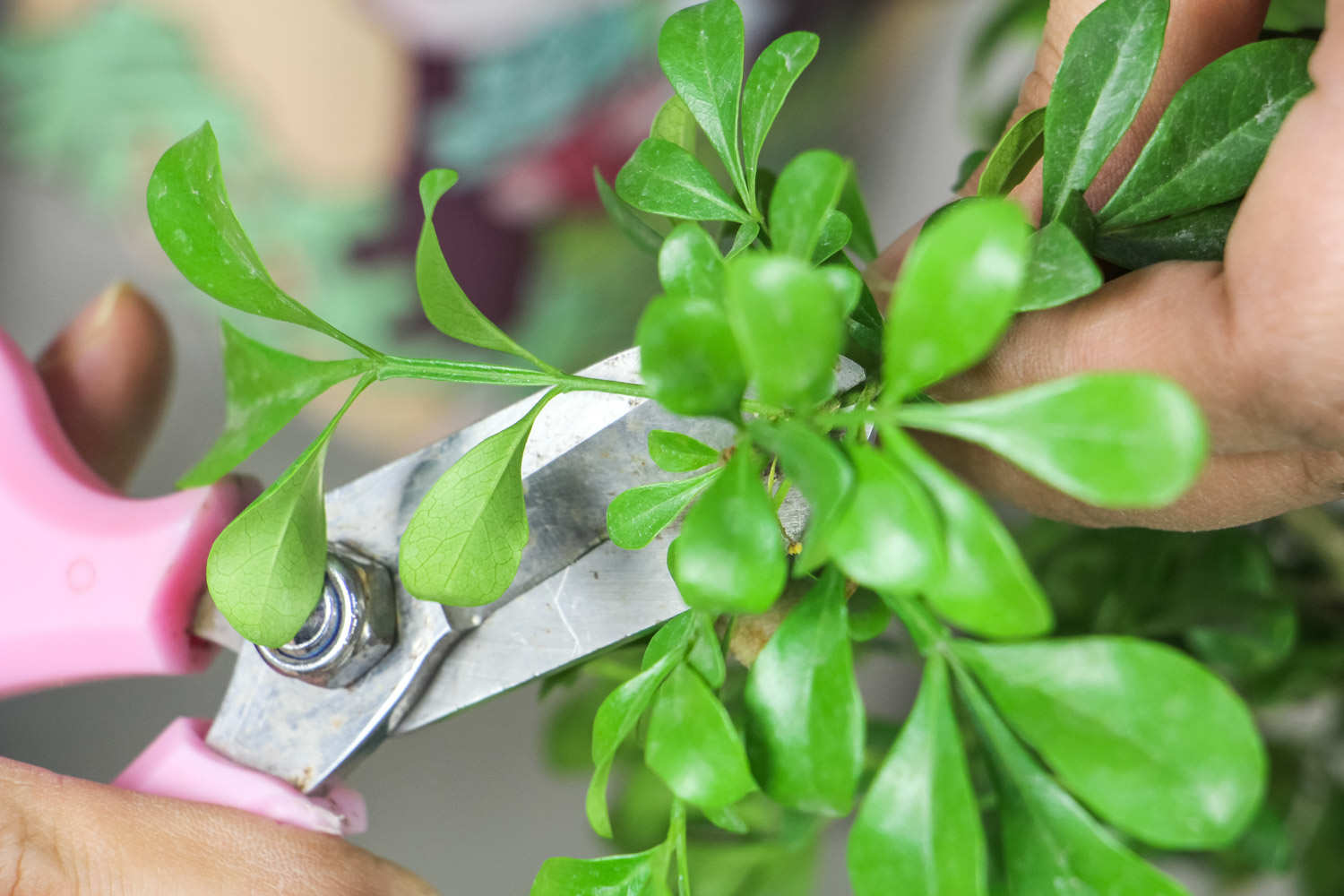 米蘭花怎麼換盆