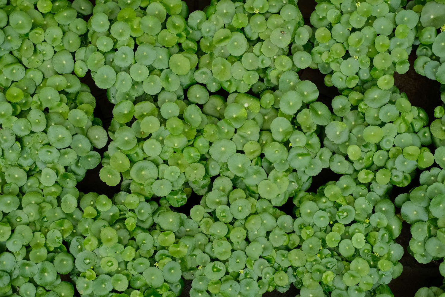 銅錢草怎麼施肥