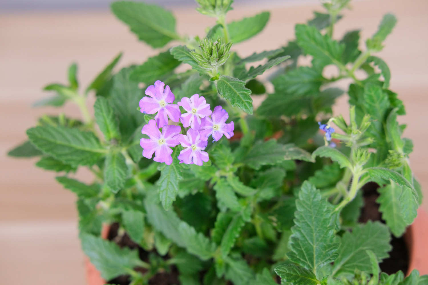 美女櫻不開花怎麼解決，怎麼處理？如何讓美女櫻四季開花？