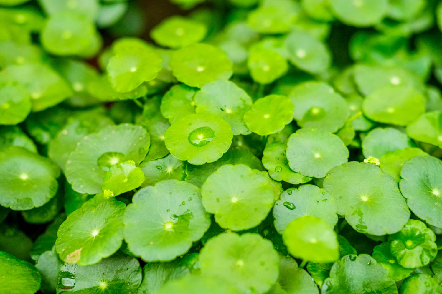 銅錢草種子怎麼種