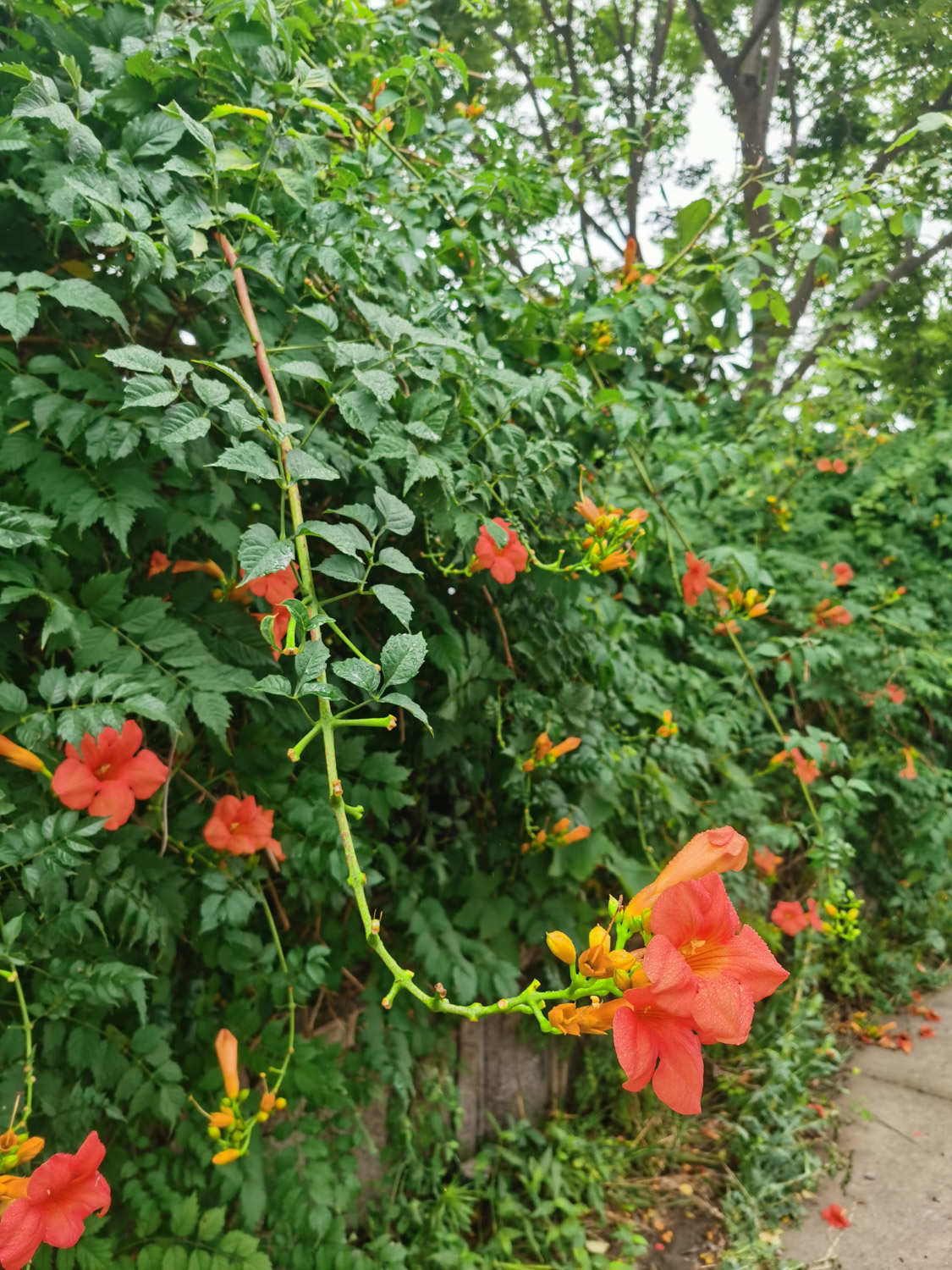 淩霄花的繁殖方法