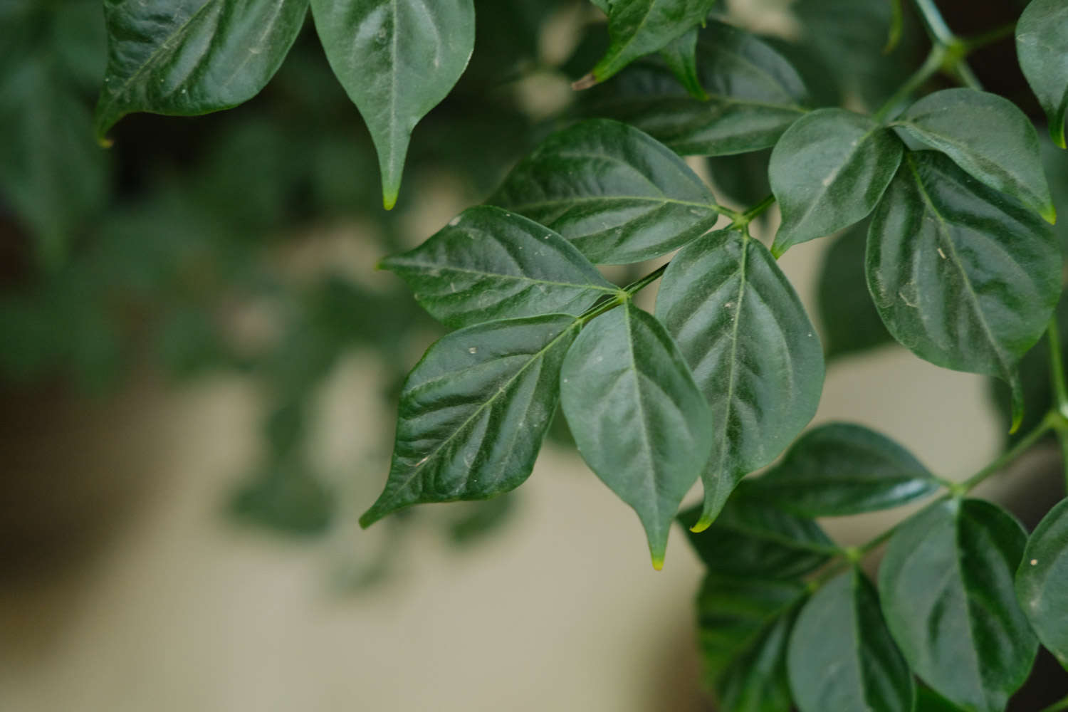 幸福樹怎麼施肥