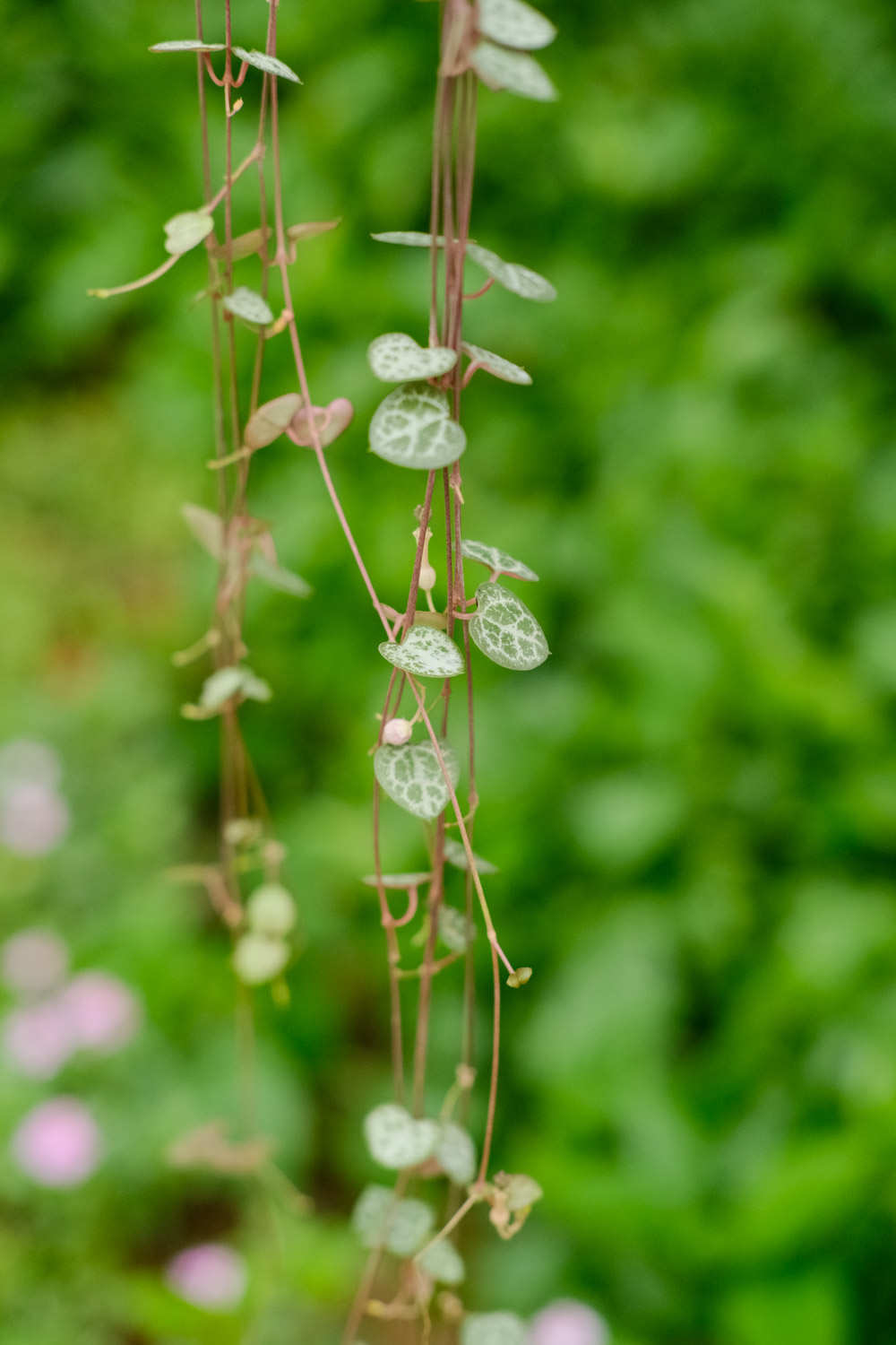 愛之蔓怎麼扡插