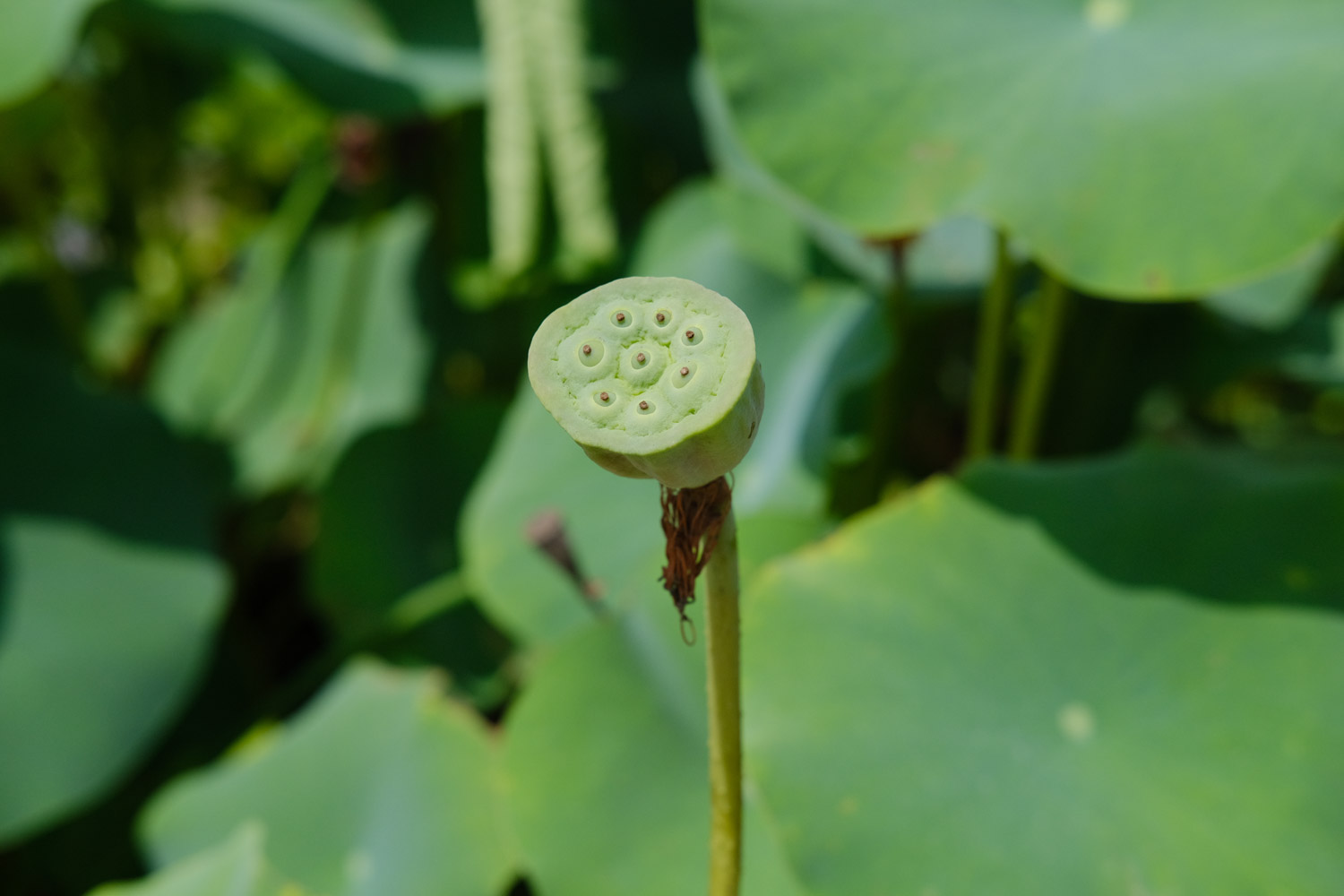 盆栽荷花用什麼土