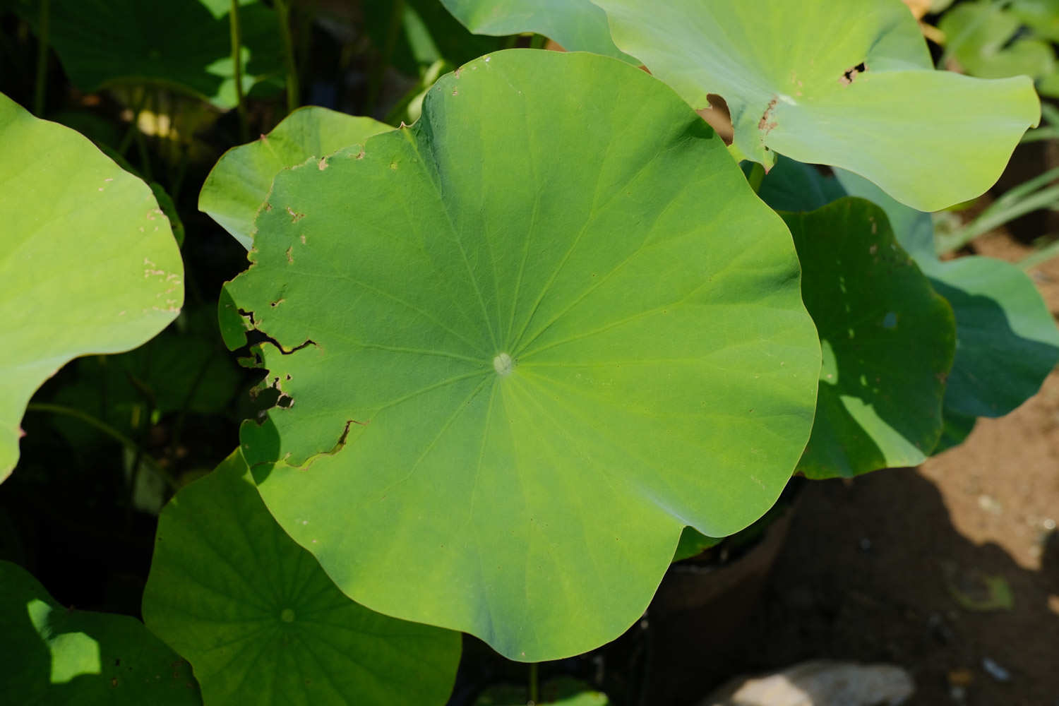 荷花種子怎麼發芽