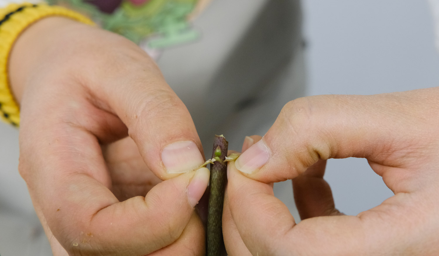 蝴蝶蘭的養殖方法和要注意的事項