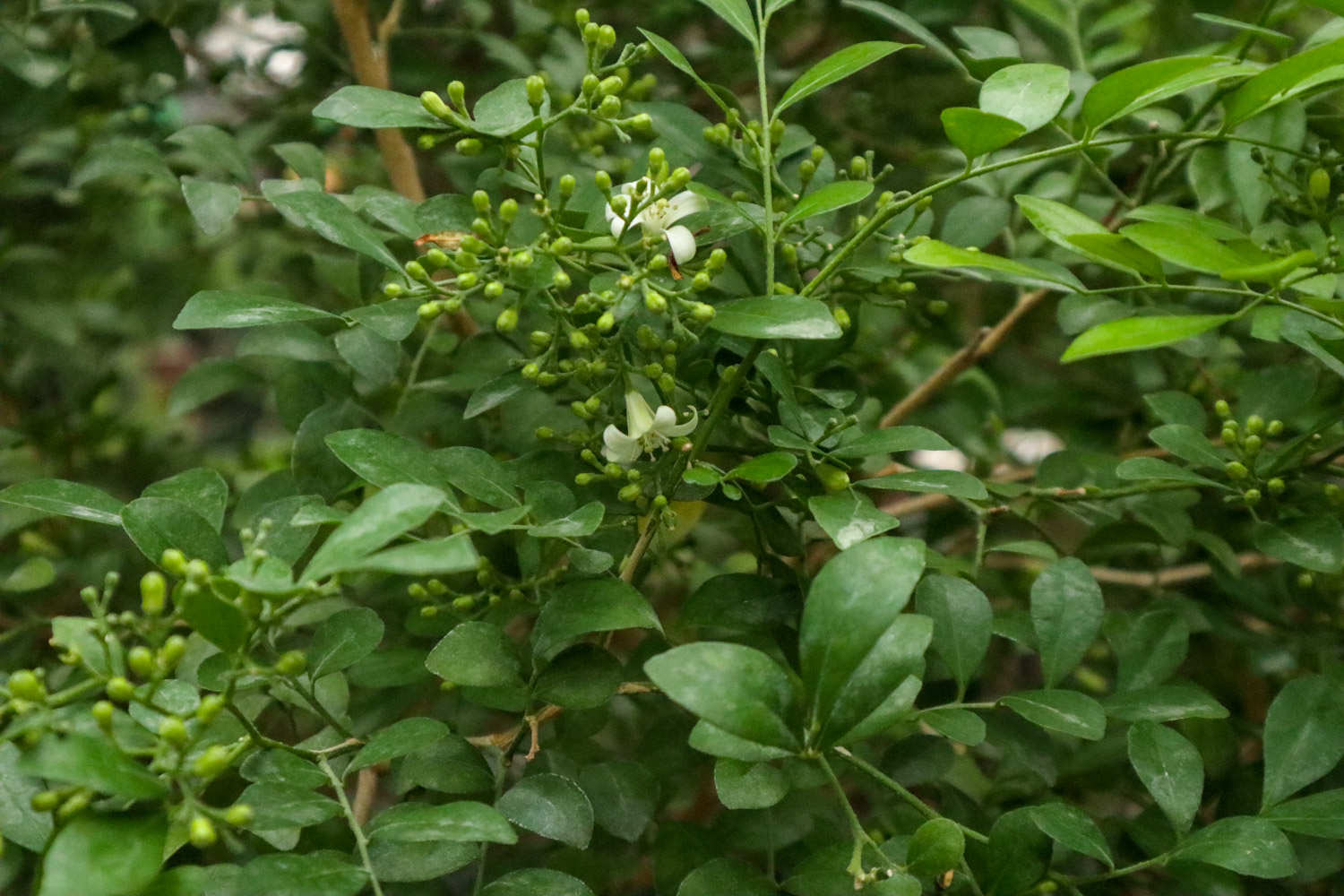 九裏香葉子發黃怎麼解決，怎麼處理