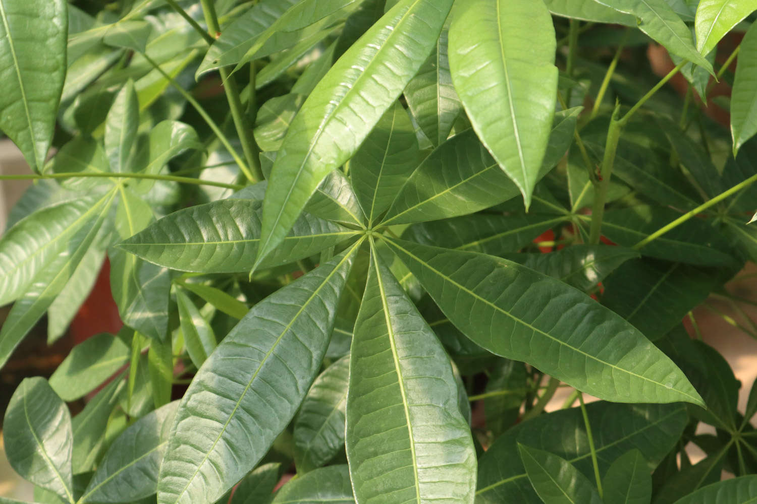 發財樹茶花...發黃掉葉子，小心直接死翹翹！