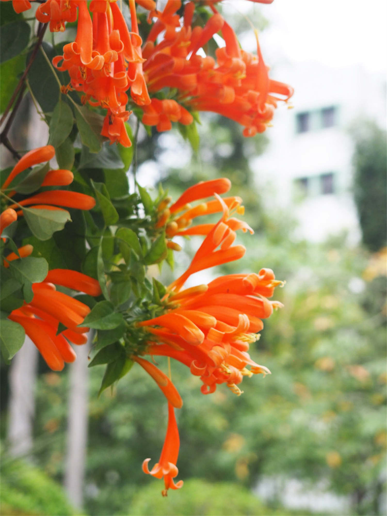 炮仗花葉子發黃怎麼解決，怎麼處理