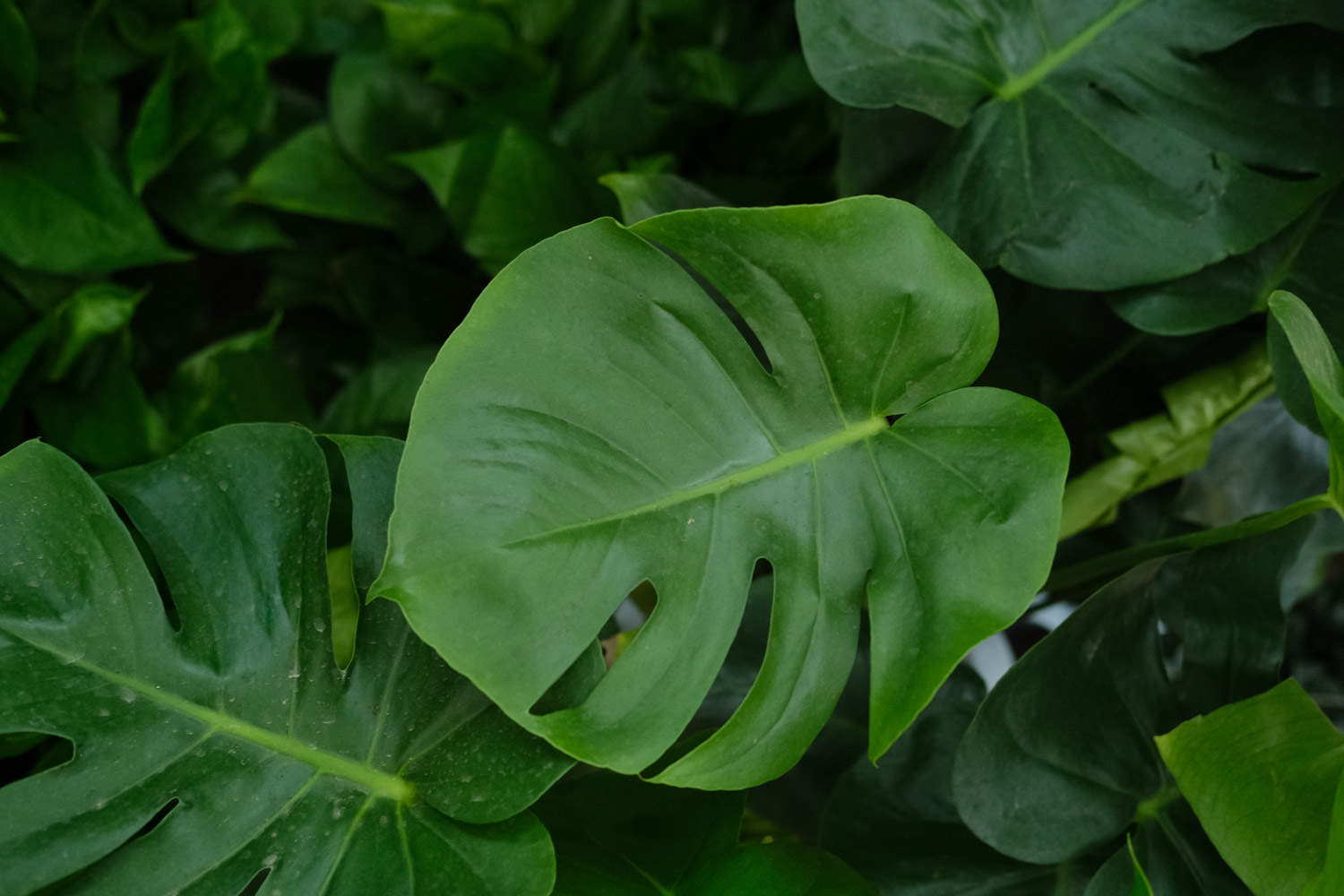 水培龜背竹葉子發黃怎麼解決，怎麼處理