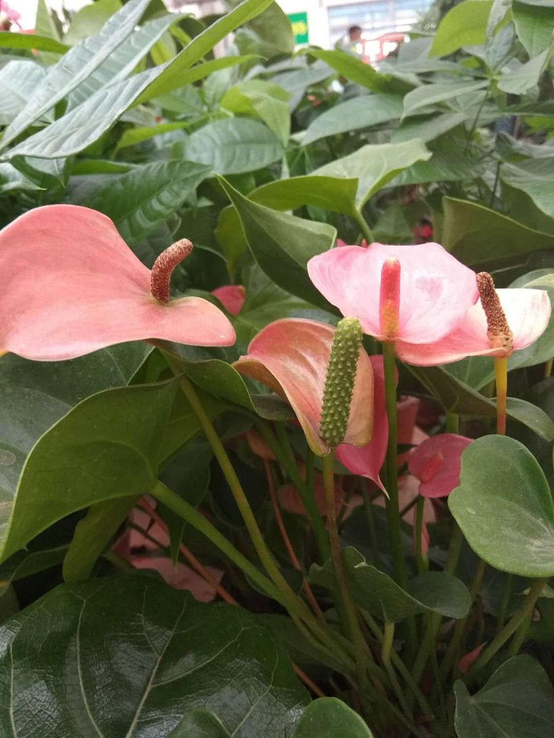 紅掌葉子發黑怎麼解決，怎麼處理