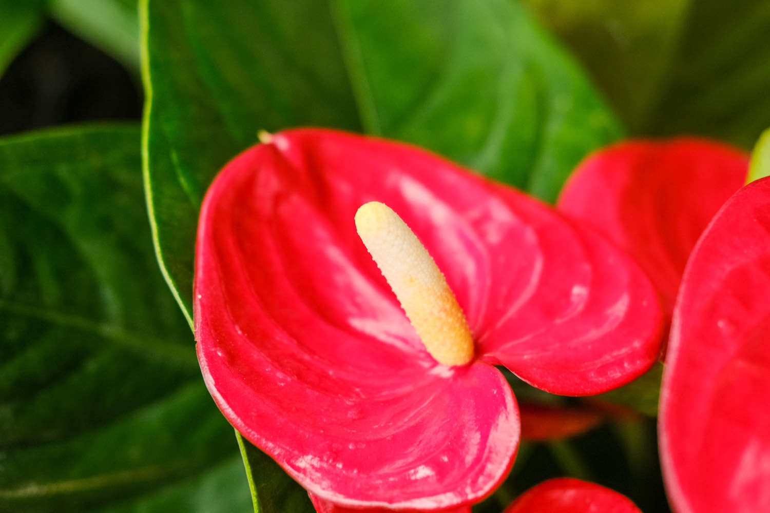 紅掌葉子發黑怎麼解決，怎麼處理