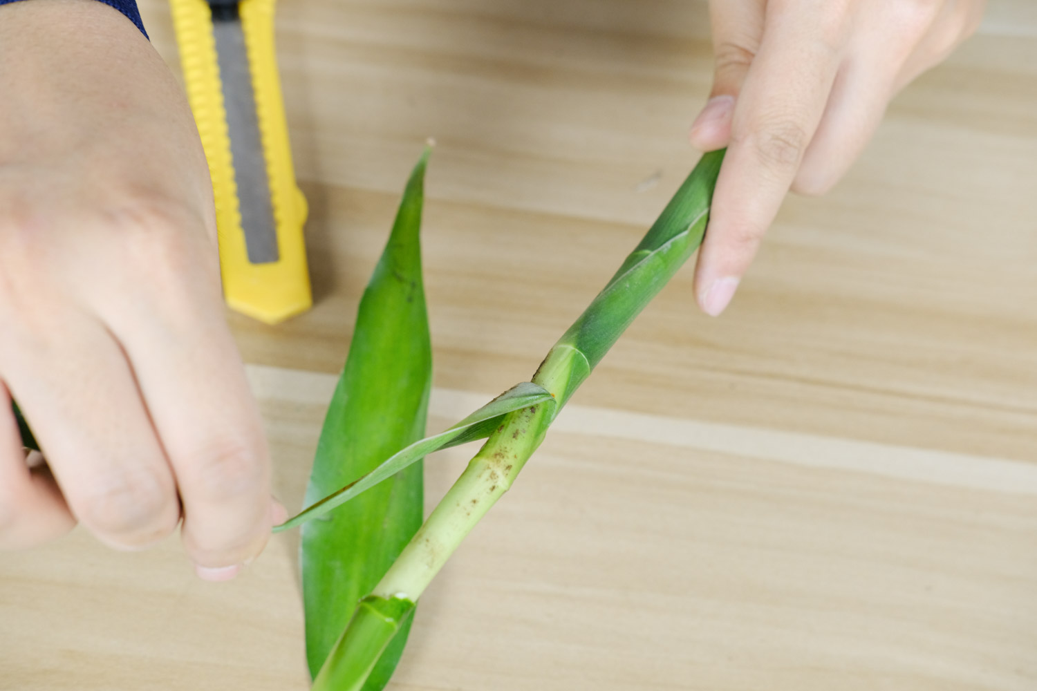 富貴竹葉子下垂怎麼解決，怎麼處理