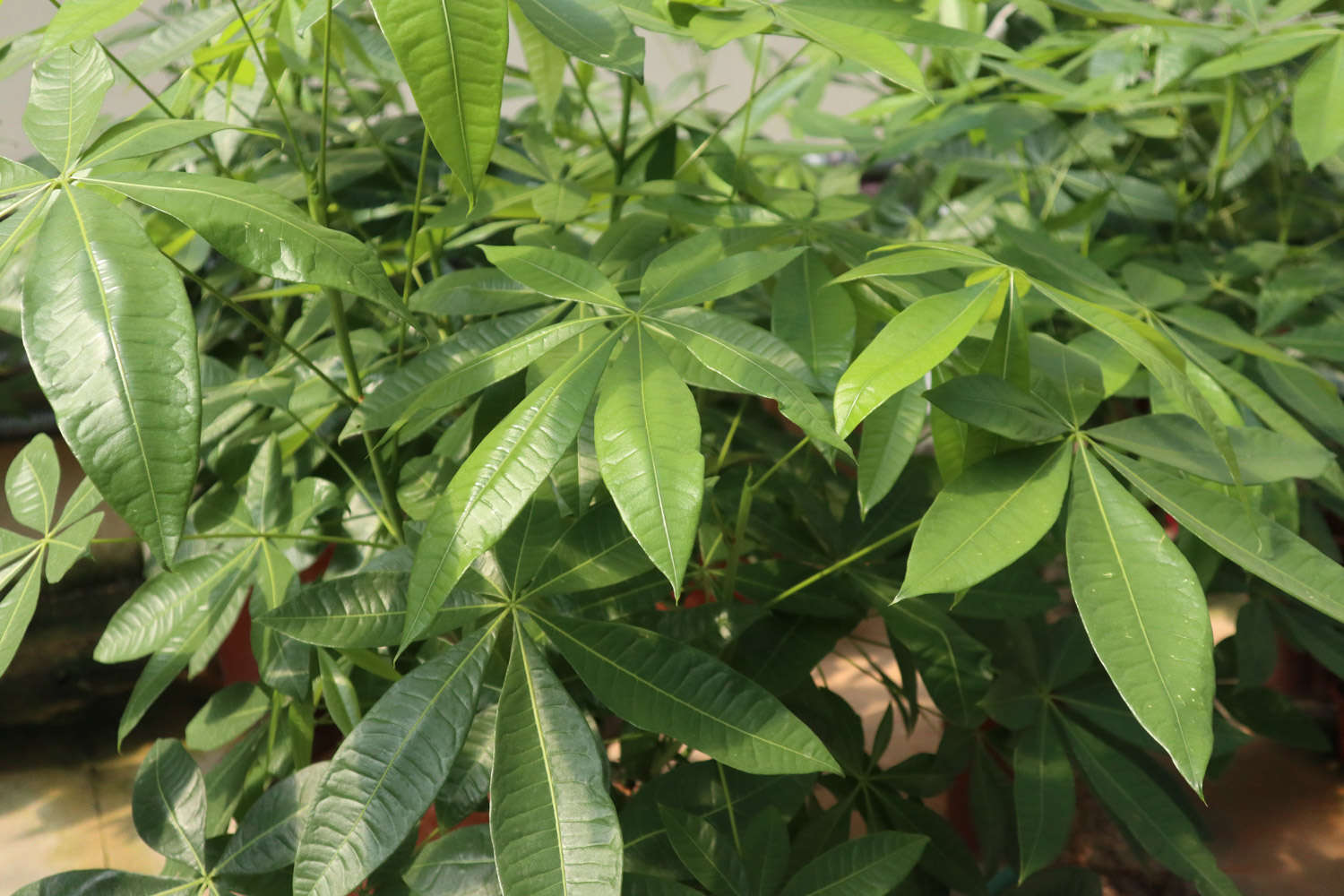 發財樹葉子發黃怎麼解決，怎麼處理