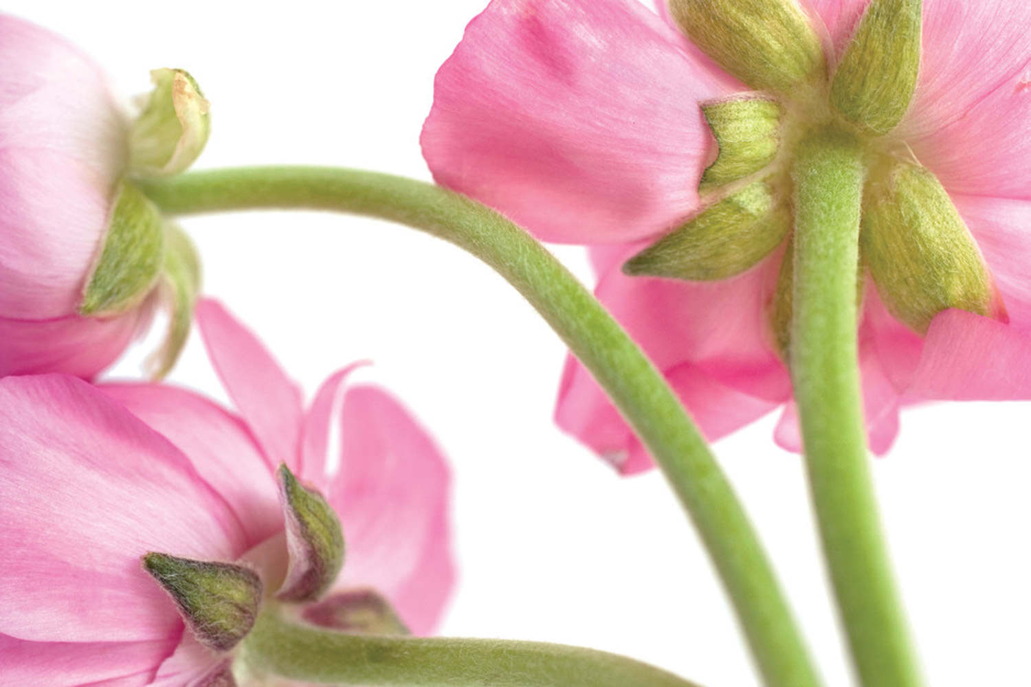 花毛茛葉子發黃怎麼解決，怎麼處理